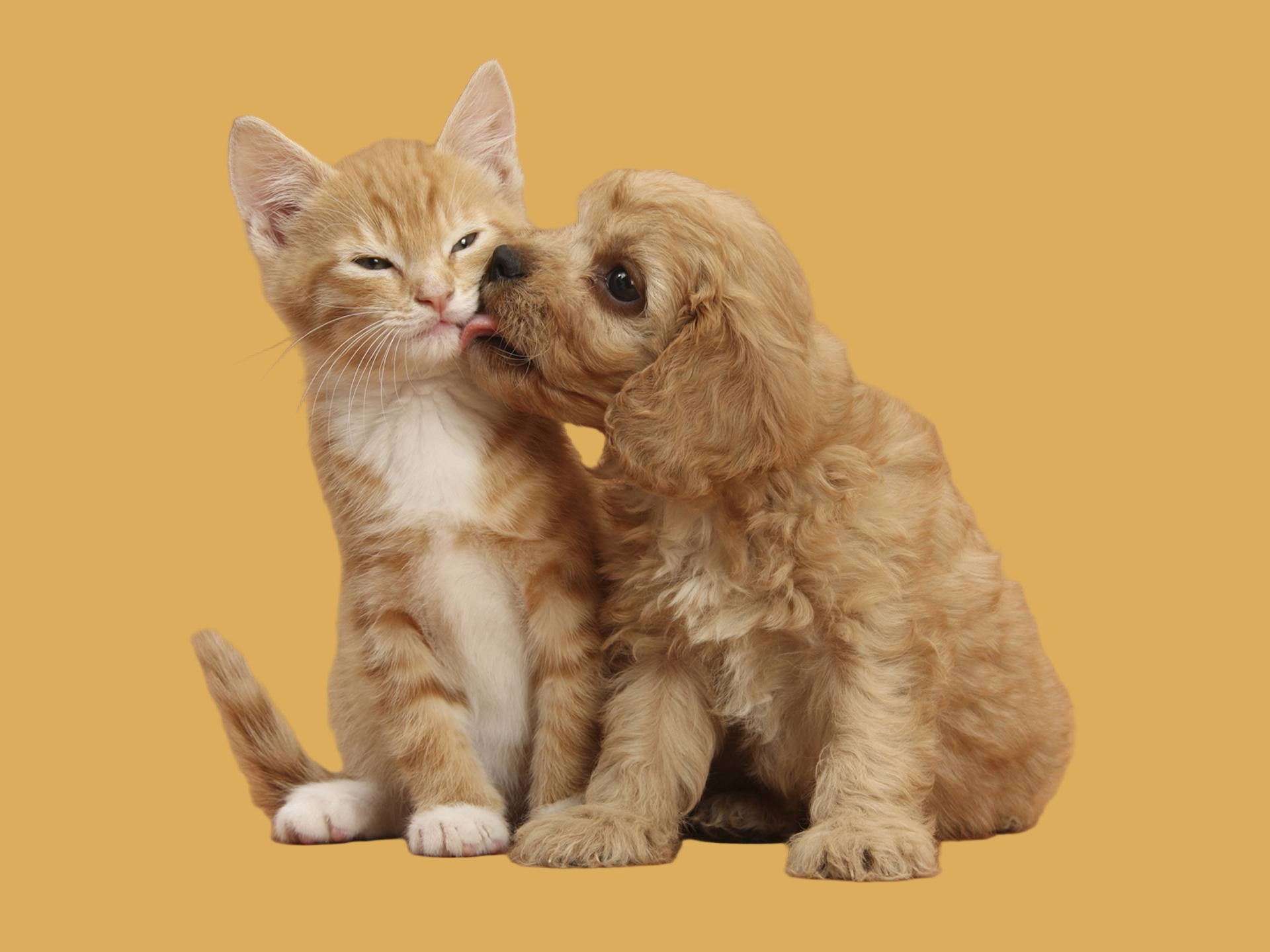 Kitten and puppy interacting on a brown background