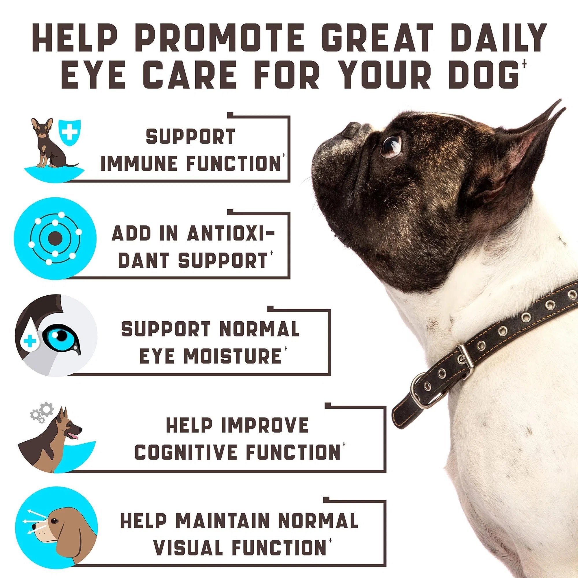 Vitamins For Dogs-Eye care