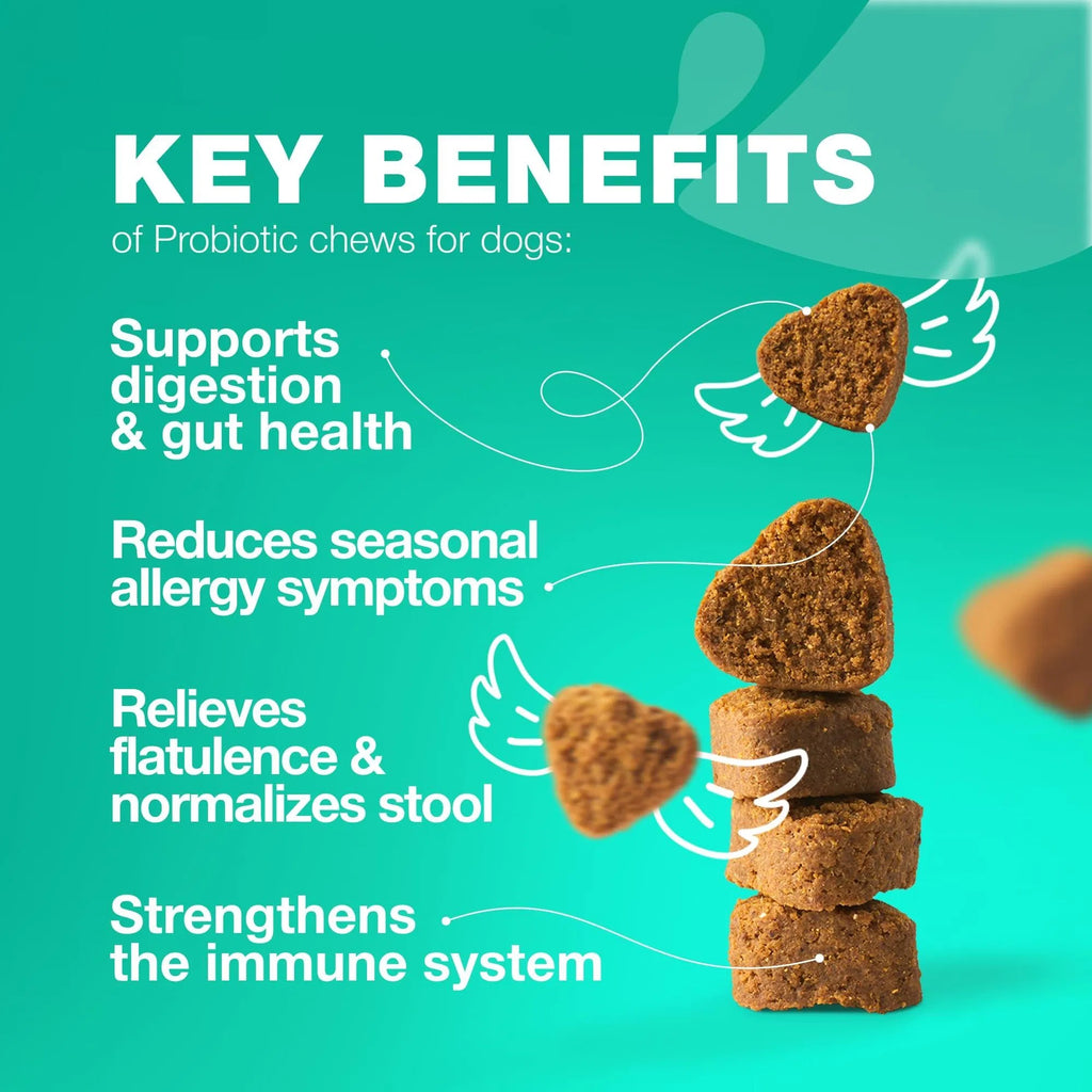 All-in-One Probiotic for Dogs